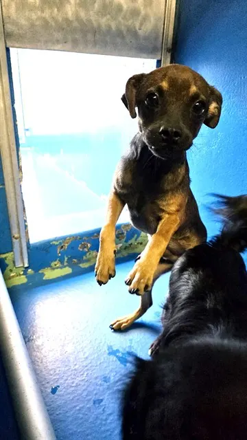 Adoptable Dog