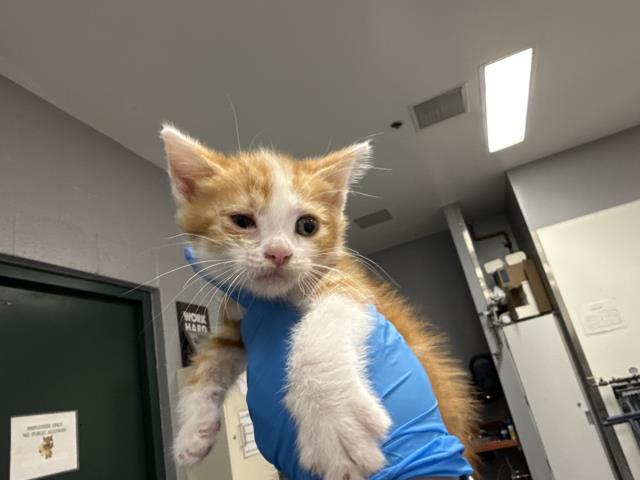 Adoptable Cat