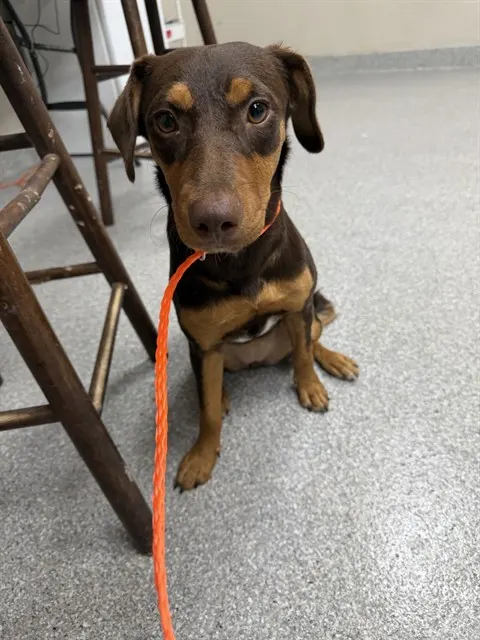 Adoptable Dog
