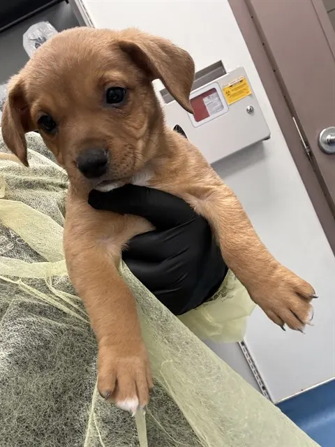 Peanut