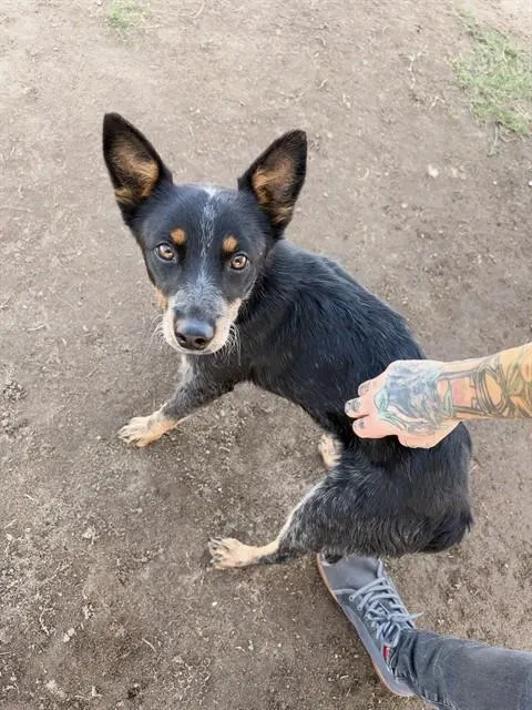 *Pixie