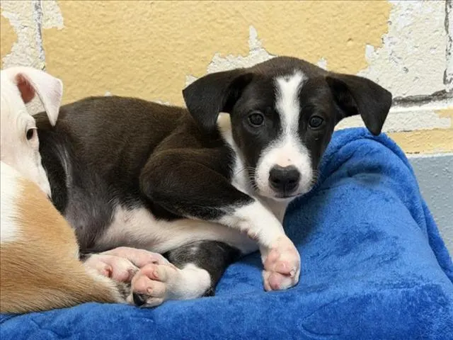 Mocha