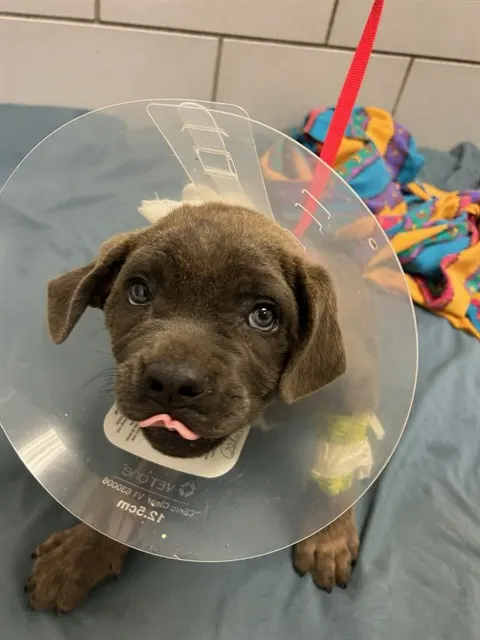 Opie