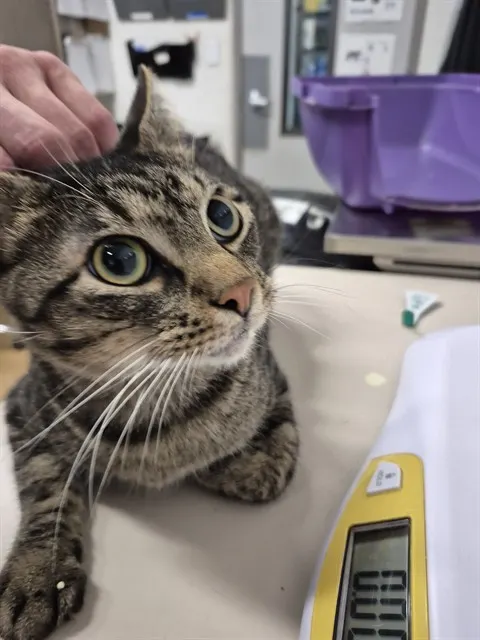 Adoptable Cat