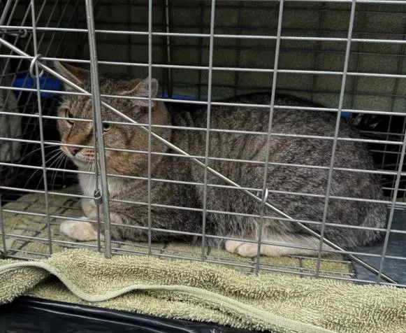 Adoptable Cat