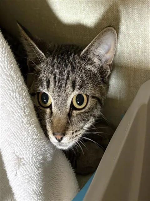 Peanut Pants