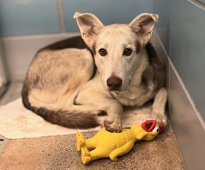 Adoptable Dog