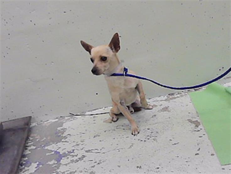 Adoptable Dog
