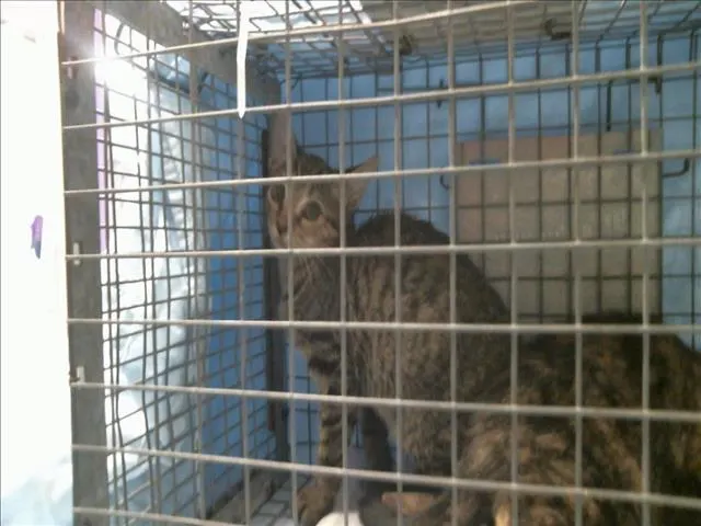 Adoptable Cat