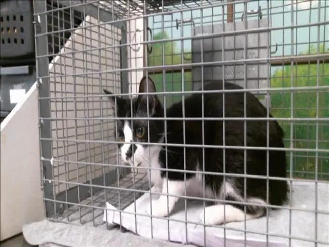 Adoptable Cat