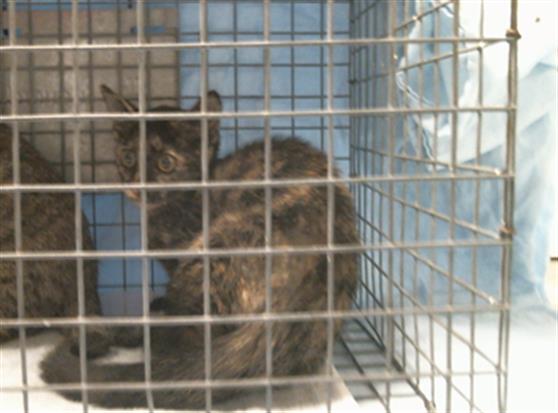 Adoptable Cat