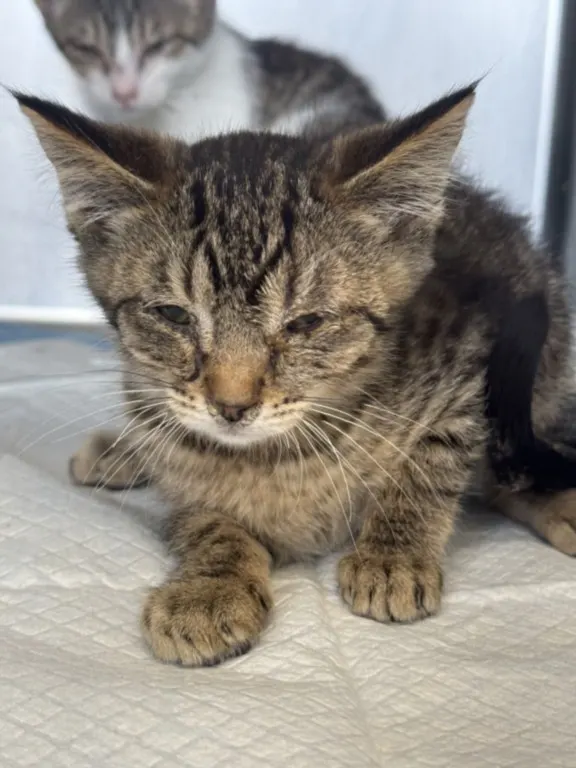 Adoptable Cat