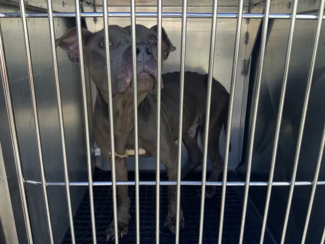 Adoptable Dog