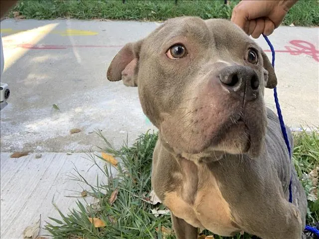 Adoptable Dog