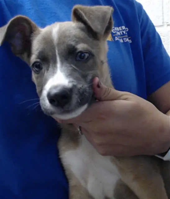 Adoptable Dog