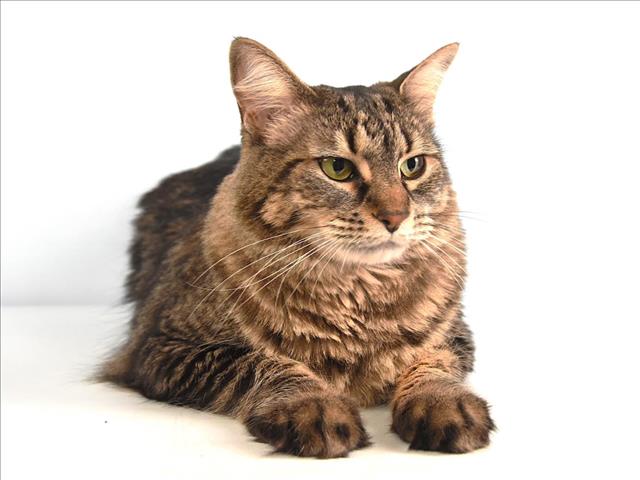 Oscar