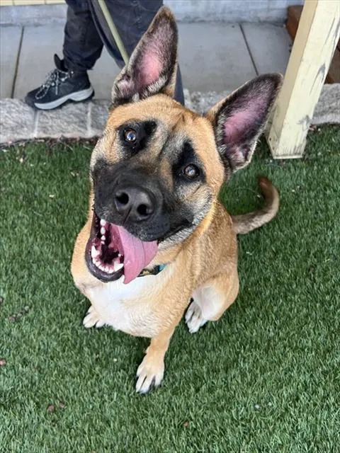 Elsa