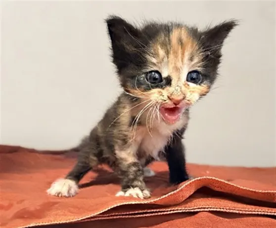 Pretzel
