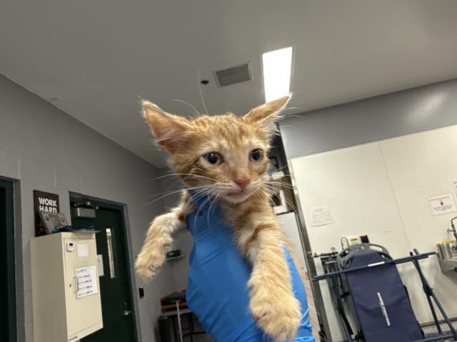 Adoptable Cat