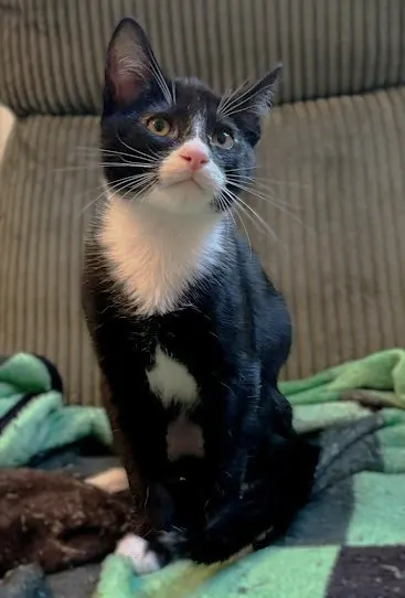 Bow Tie