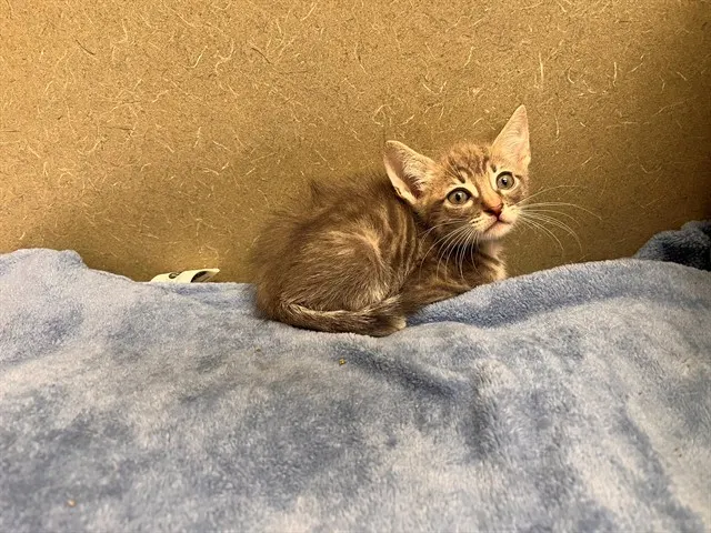 Adoptable Cat