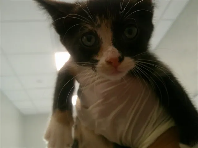 Freya