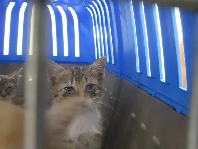 Adoptable Cat
