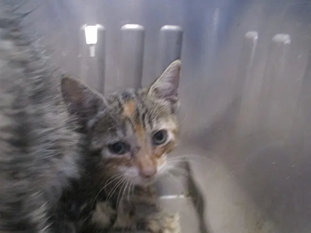 Adoptable Cat