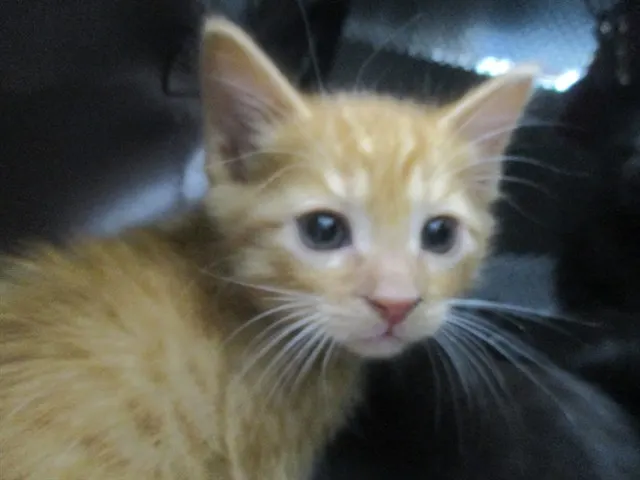 Adoptable Cat