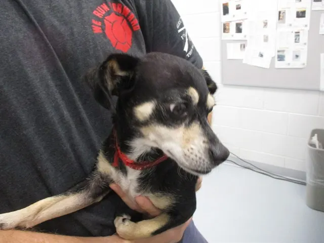 Adoptable Dog