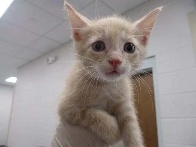 Adoptable Cat