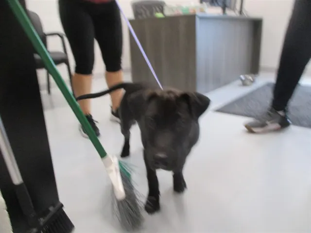 Adoptable Dog