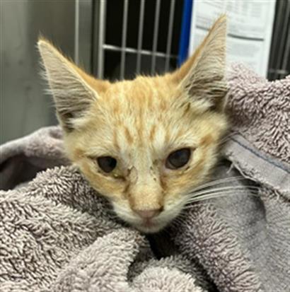 Adoptable Cat