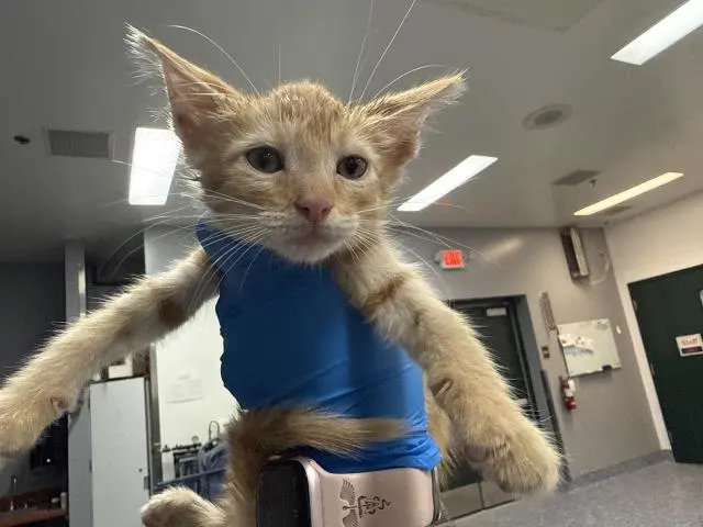 Adoptable Cat
