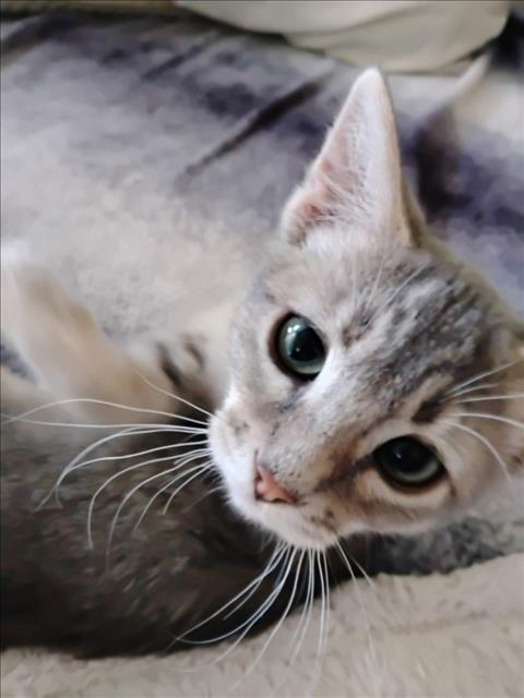 Adoptable Cat