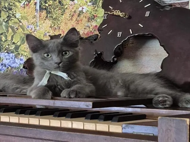*Frankie