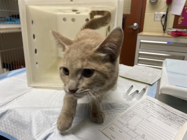 Adoptable Cat