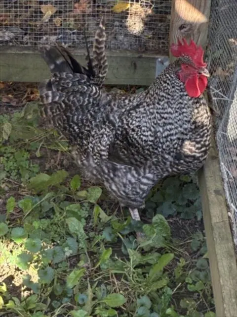 Cluck Norris
