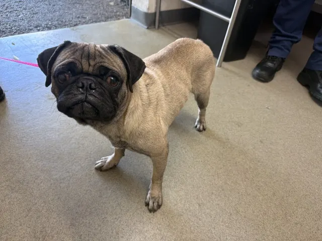 Pugsworth