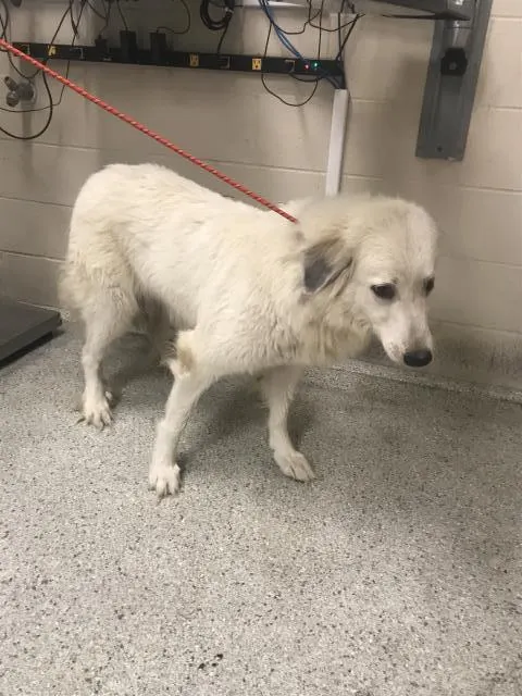 Adoptable Dog