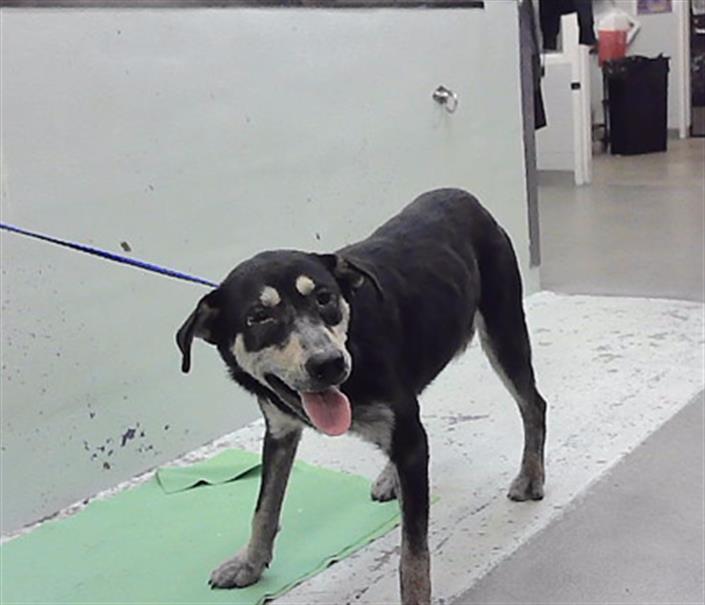 Adoptable Dog