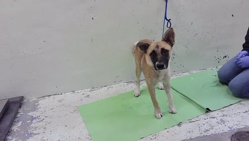 Adoptable Dog