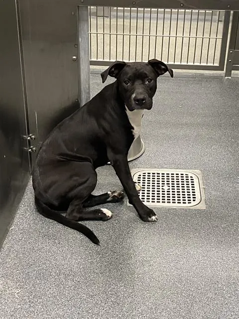 Loki