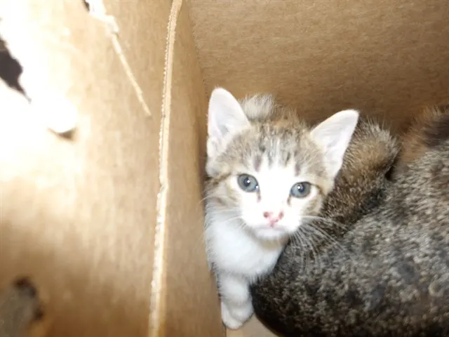 Adoptable Cat