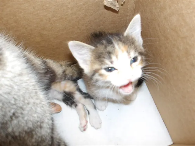 Adoptable Cat