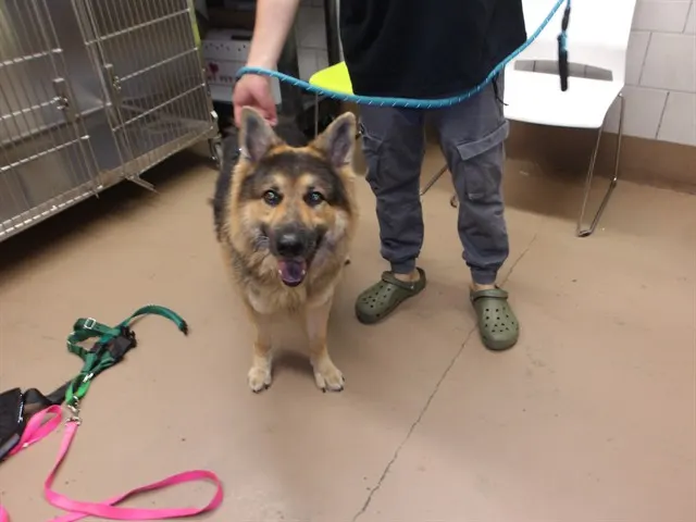 Adoptable Dog
