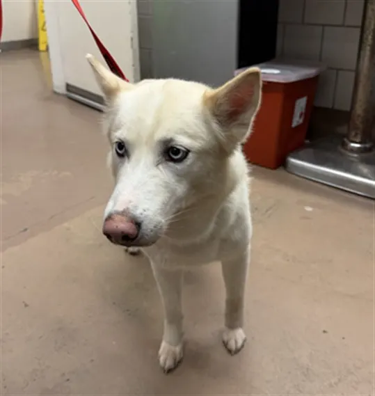 Adoptable Dog