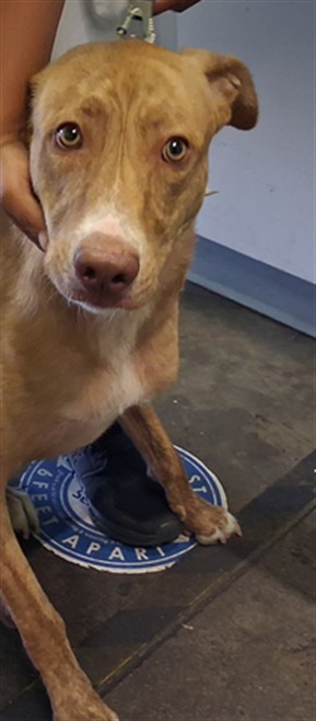 Adoptable Dog