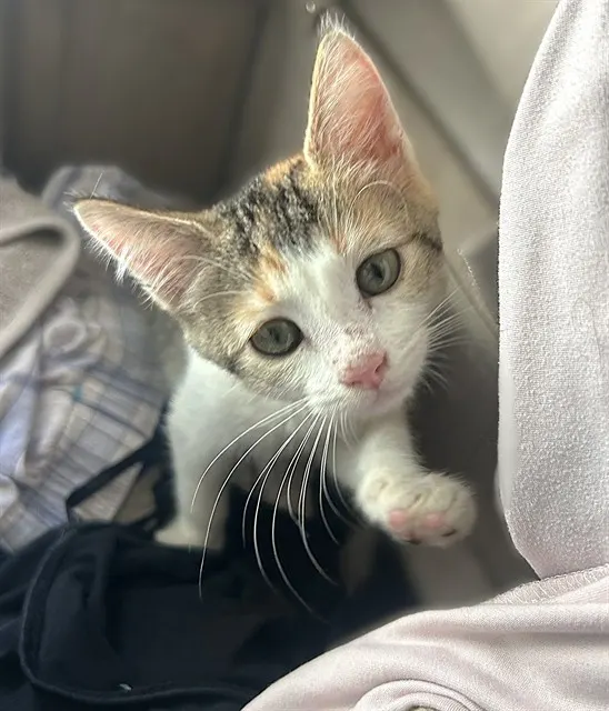 Minnie