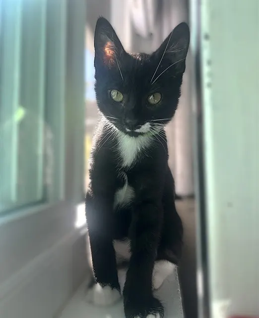 Neo